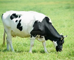 13293614-white-black-milch-cow-on-green-grass-pasture[2]
