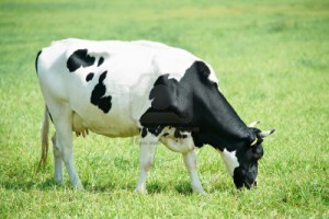 13293614-white-black-milch-cow-on-green-grass-pasture[2]